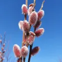 Salcie roz (Salix gracilistyla) Mount Aso