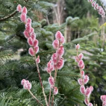 Salcie roz (Salix gracilistyla) Mount Aso