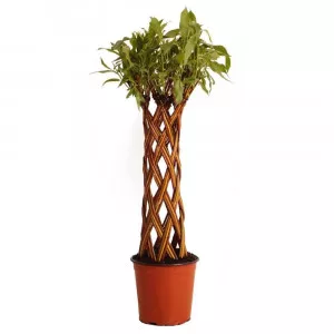 Salcie împletită (Salix alba x purpurea), la ghiveci 4 litri