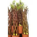 Salcie împletită (Salix alba x purpurea), la ghiveci 4 litri