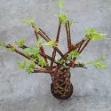 Salcie împletită (Salix alba x purpurea), la ghiveci 4 litri