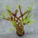 Salcie împletită (Salix alba x purpurea), la ghiveci 4 litri