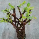 Salcie împletită (Salix alba x purpurea), la ghiveci 4 litri