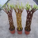 Salcie împletită (Salix alba x purpurea), la ghiveci 4 litri