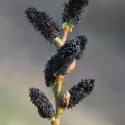 Salcie neagră (Salix gracilistyla) Melanostachys