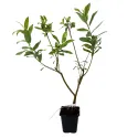 Salcie roz (Salix gracilistyla) Mount Aso