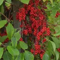 Schisandra chinensis