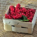 Schisandra chinensis