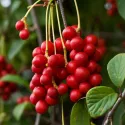 Schisandra chinensis