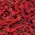 Schisandra chinensis