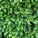 Schisandra chinensis