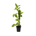 Schisandra chinensis