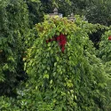 Schisandra chinensis