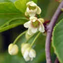 Schisandra chinensis