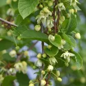 Schisandra chinensis