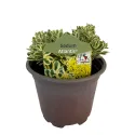 Iarbă grasă (Sedum) Atlantis