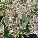 Iarbă grasă (Sedum) La vie en rose