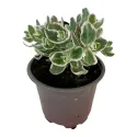 Iarbă grasă (Sedum) La vie en rose