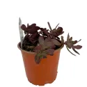 Iarbă grasă (Sedum) Sunsparkler Firecracker