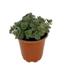 Iarbă grasă (Sedum) Sunsparkler Lime Zinger