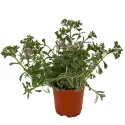 Iarbă grasă (Sedum) Tricolor