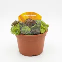 Sempervivum mix