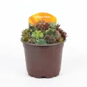 Sempervivum mix