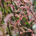 Tamarix (Tamarix parviflora)