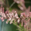 Tamarix (Tamarix parviflora)