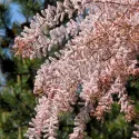 Tamarix (Tamarix parviflora)