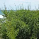 Tamarix (Tamarix parviflora)