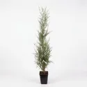 Tamarix (Tamarix parviflora)