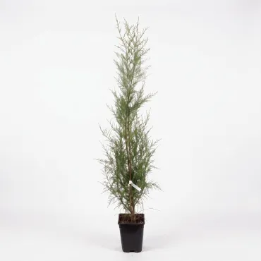 Tamarix (Tamarix parviflora)