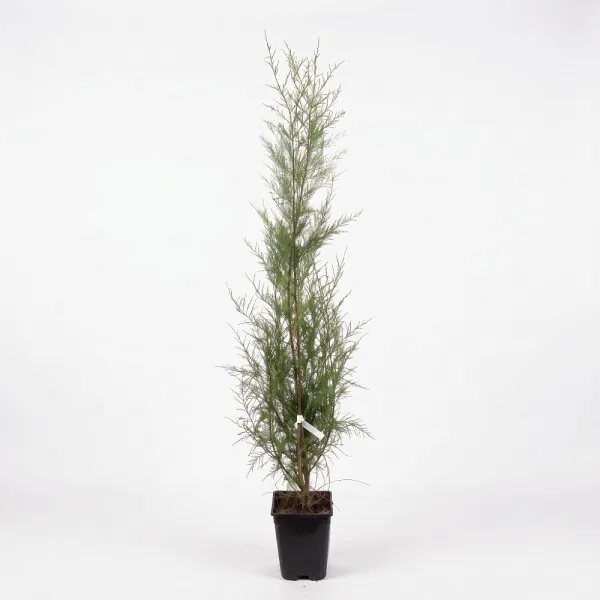 Tamarix (Tamarix parviflora)