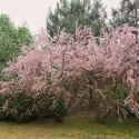 Tamarix (Tamarix parviflora)