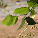 Tei cu frunză mică (Tilia cordata) la ghiveci 2L