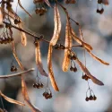 Tei cu frunză mică (Tilia cordata) la ghiveci 2L