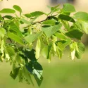 Tei cu frunză mică (Tilia cordata) la ghiveci 2L