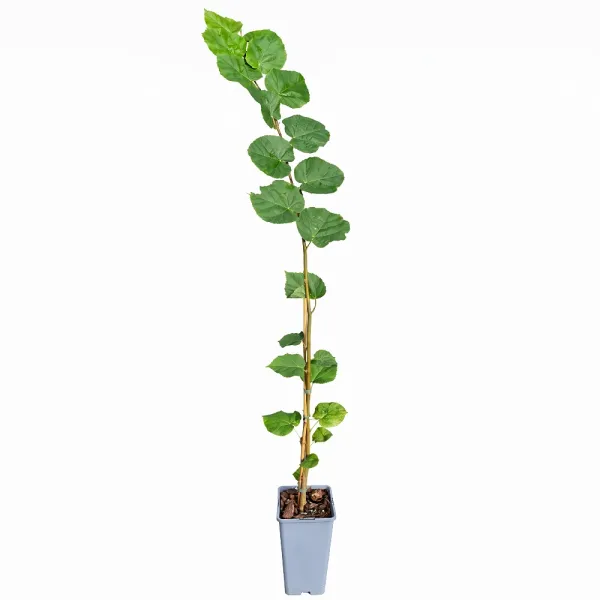 Tei cu frunză mică (Tilia cordata) la ghiveci 2L