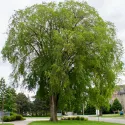 Ulm alb european (Ulmus laevis) la ghiveci 2L