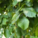 Ulm alb european (Ulmus laevis) la ghiveci 2L