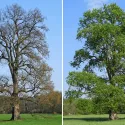 Ulm alb european (Ulmus laevis) la ghiveci 2L
