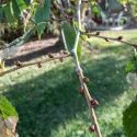 Ulm alb european (Ulmus laevis) la ghiveci 2L