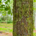 Ulm alb european (Ulmus laevis) la ghiveci 2L