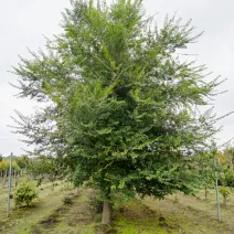 Ulm de câmp (Ulmus minor) la ghiveci 2L