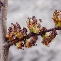 Ulm de câmp (Ulmus minor) la ghiveci 2L