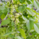 Ulm de câmp (Ulmus minor) la ghiveci 2L