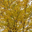 Ulm de câmp (Ulmus minor) la ghiveci 2L
