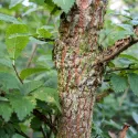 Ulm de câmp (Ulmus minor) la ghiveci 2L
