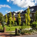 Ulm olandez auriu (Ulmus hollandica) Wredei la ghiveci 2L